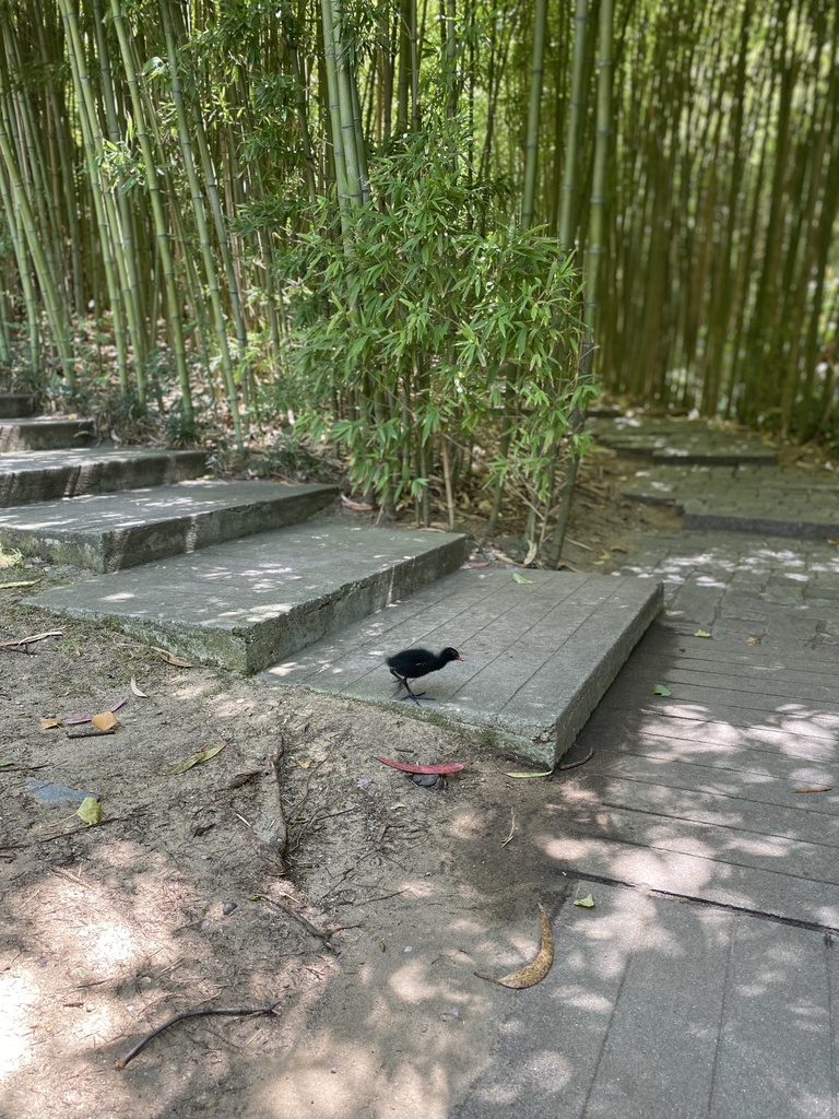 Common Moorhen From Jardim Calouste Gulbenkian Lisboa Lisboa Pt On