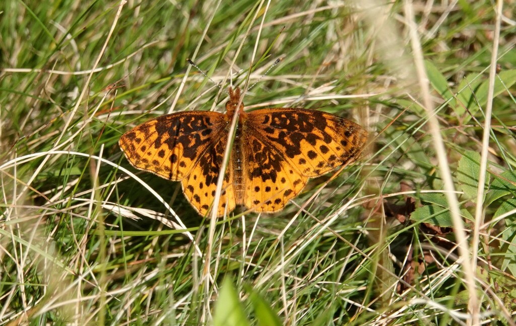 Meadow Fritillary From Grand Manan NB Canada On August 22 2023 At 08