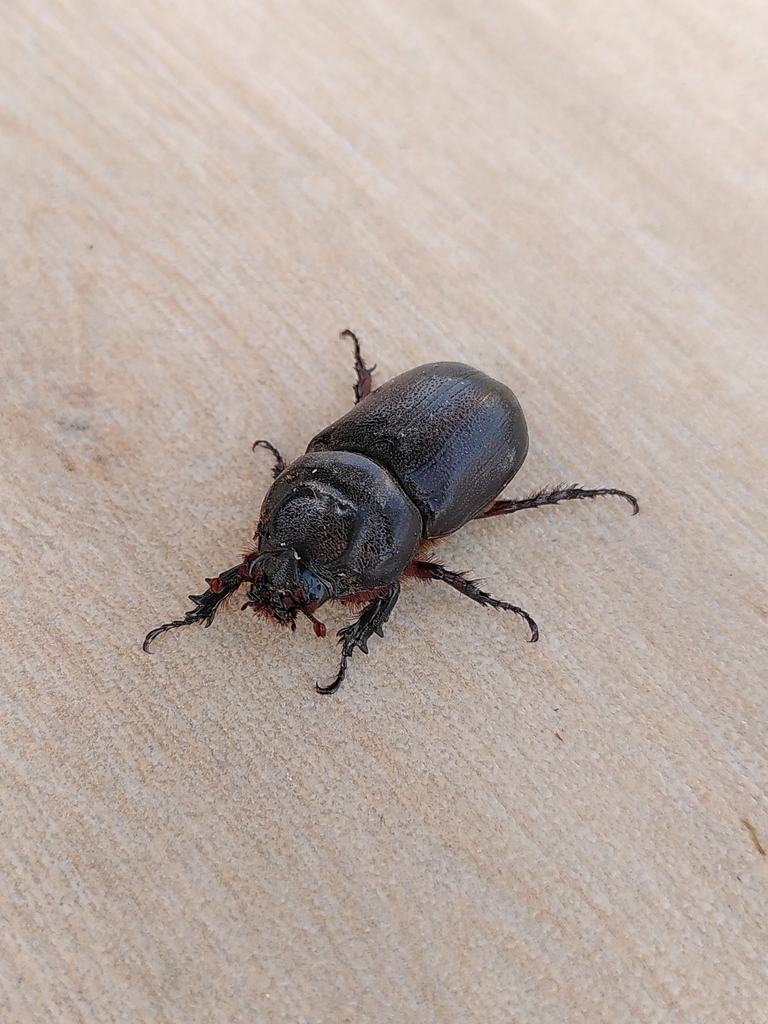 Coconut Rhinoceros Beetle From Taman Wisata Waduk Cacaban On August