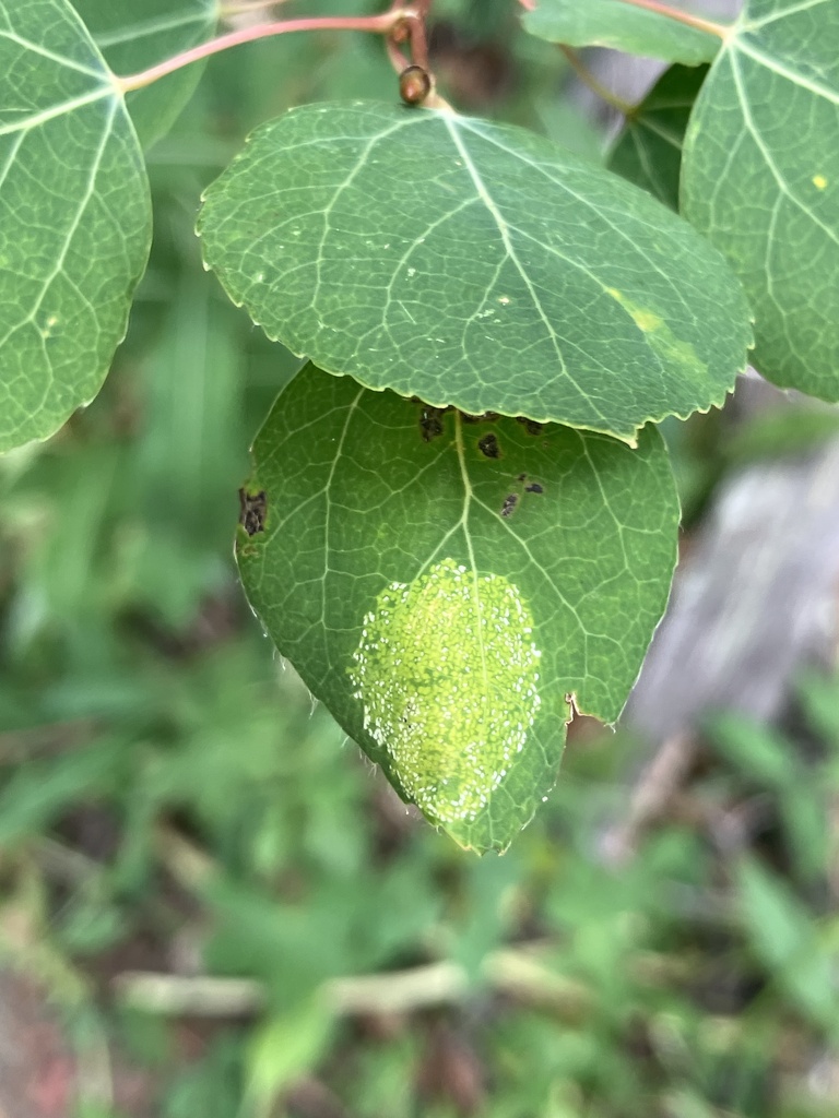 Winged And Once Winged Insects From White River National Forest