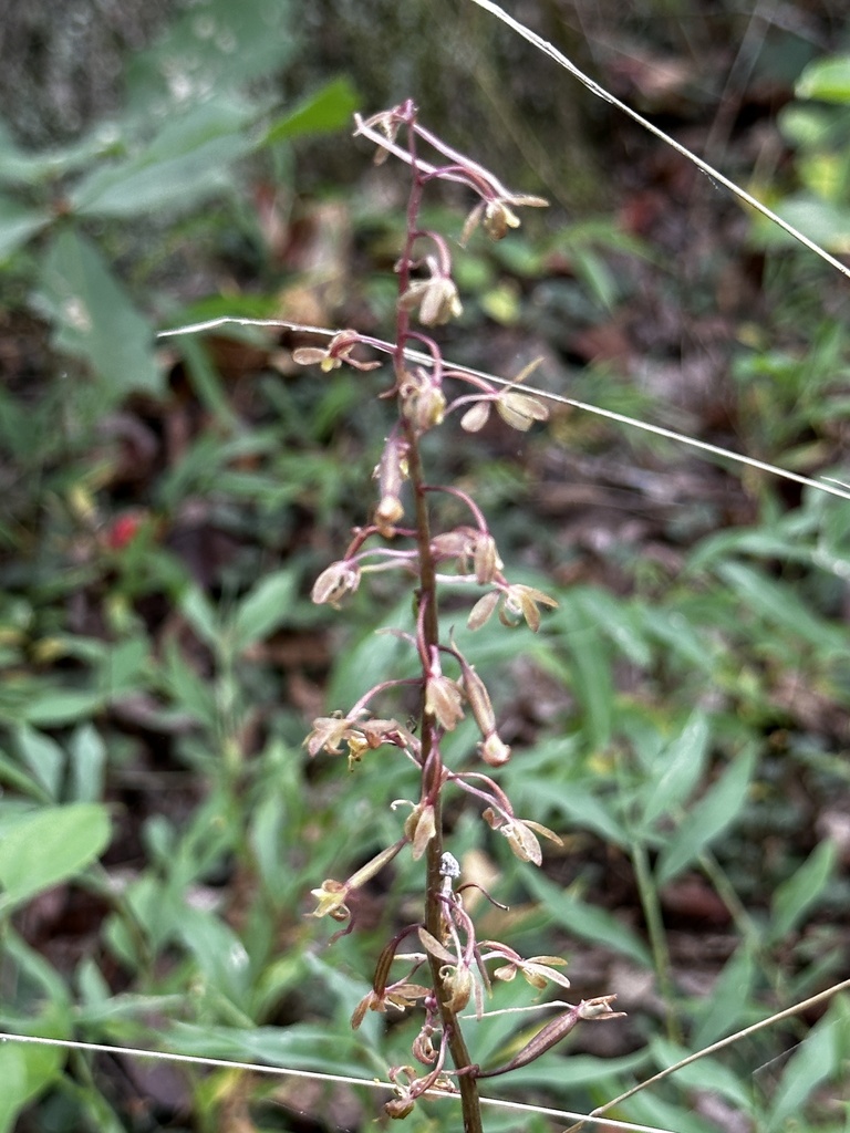 Crane Fly Orchid From Spring Garden Rd King And Queen Court House Va