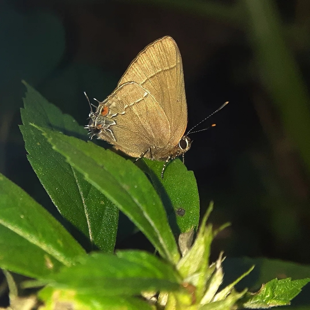 Common Groundstreak From Maric On August At Pm By