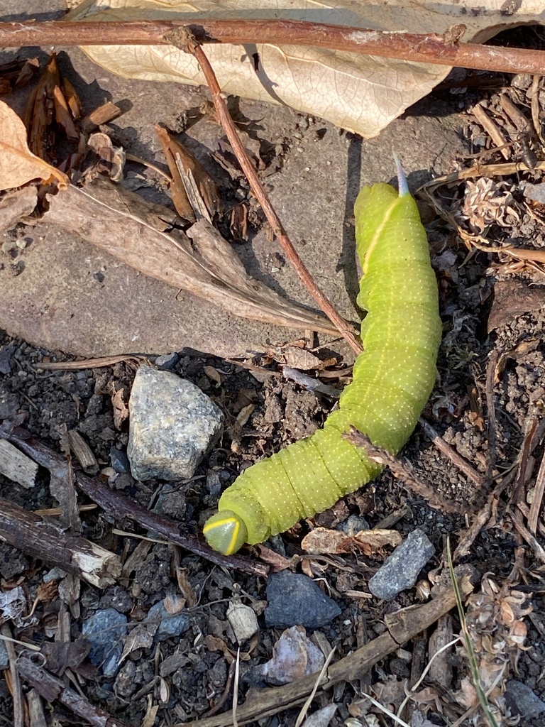 Western Eyed Sphinx From Beaver Lake Rd Saanich Bc Ca On August