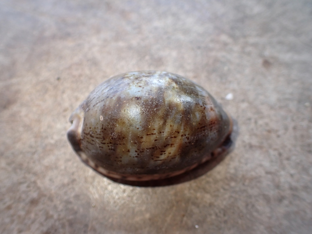 Arabian Cowry From Tulamben Kubu Karangasem Regency Bali Indonesia