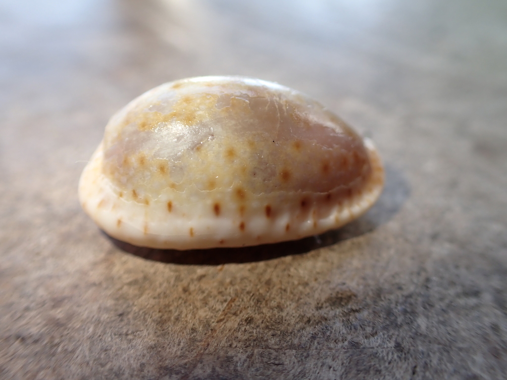 Eroded Cowry From Tulamben Kubu Karangasem Regency Bali Indonesia