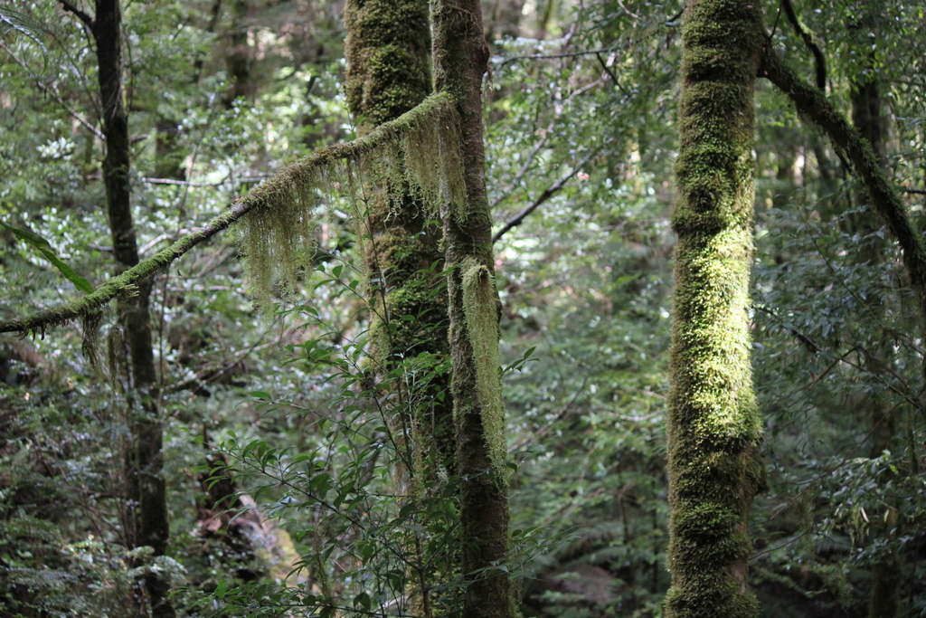 Mosses From Ada Tree Walk Ada VIC 3833 Australia On August 23 2023