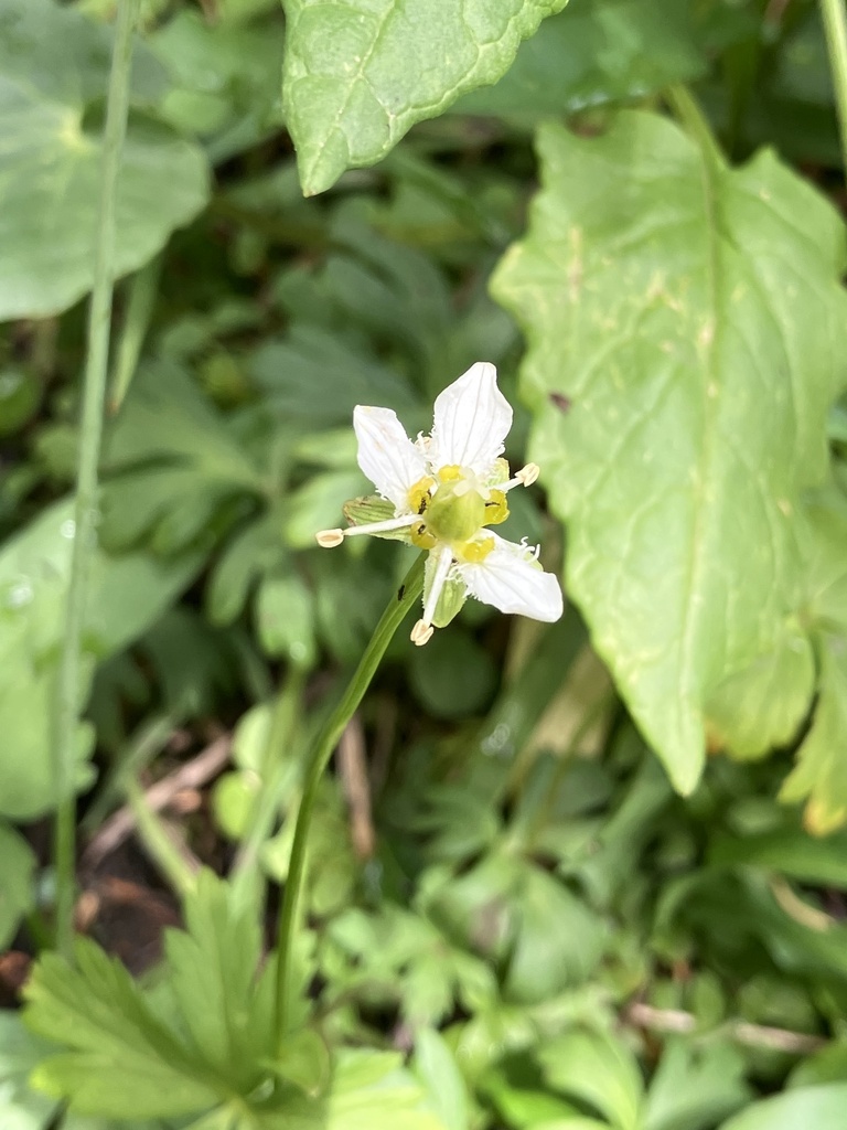 Fringed Grass Of Parnassus From Summit County Us Co Us On August