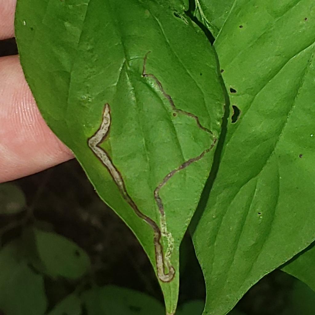 Phytomyza Agromyzina From Erie PA 16505 USA On August 26 2023 At 04