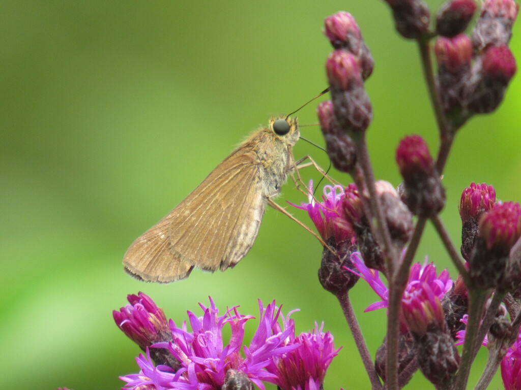 Ocola Skipper From Cedar Bog Champaign County OH USA On August 26