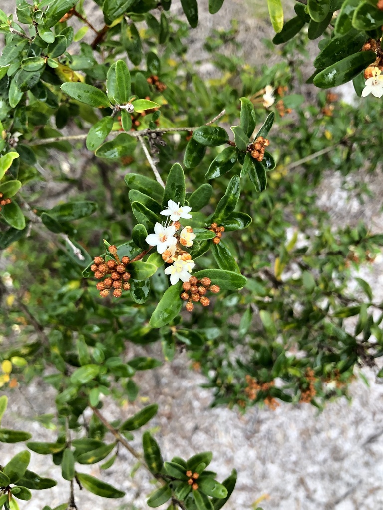 Wallum Phebalium From Kgari Fraser Island Recreation Area Eurong