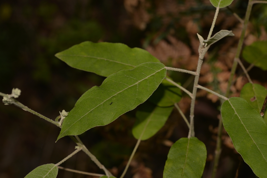 Broad Leaf Star Hair From Bucca NSW 2450 Australia On August 26 2023