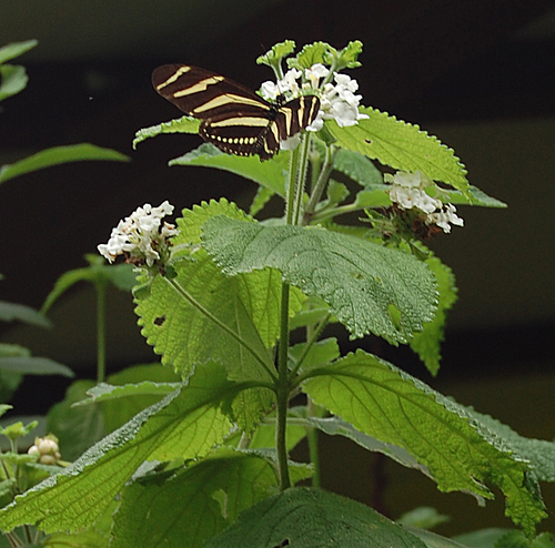 confiturilla Flora Util de a Región de Temoaya Centro Ceremonial