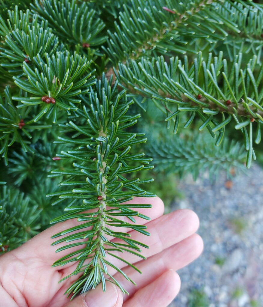 Balsam Fir From Bar Harbor ME USA On August 22 2023 At 05 43 PM By