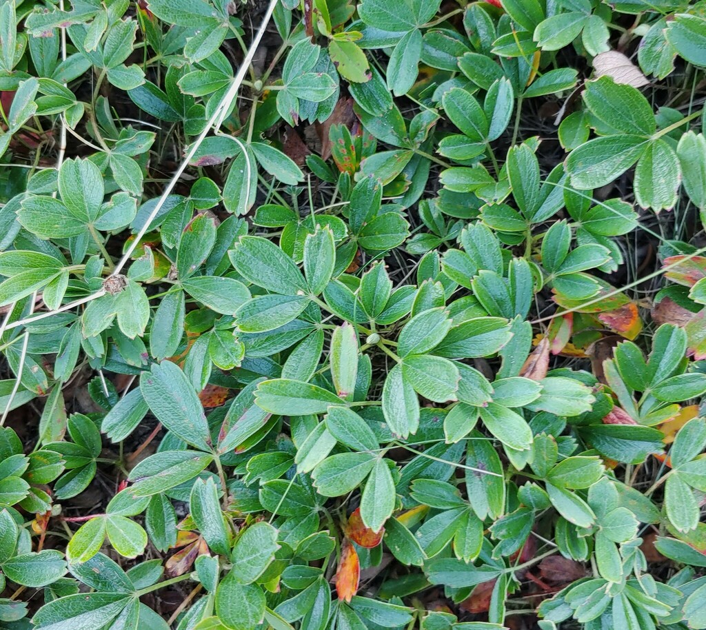 Three Toothed Cinquefoil From Bar Harbor Me Usa On August At