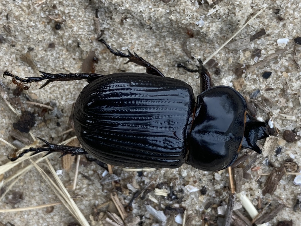 Triceratops Beetle From St Vincent National Wildlife Refuge On August