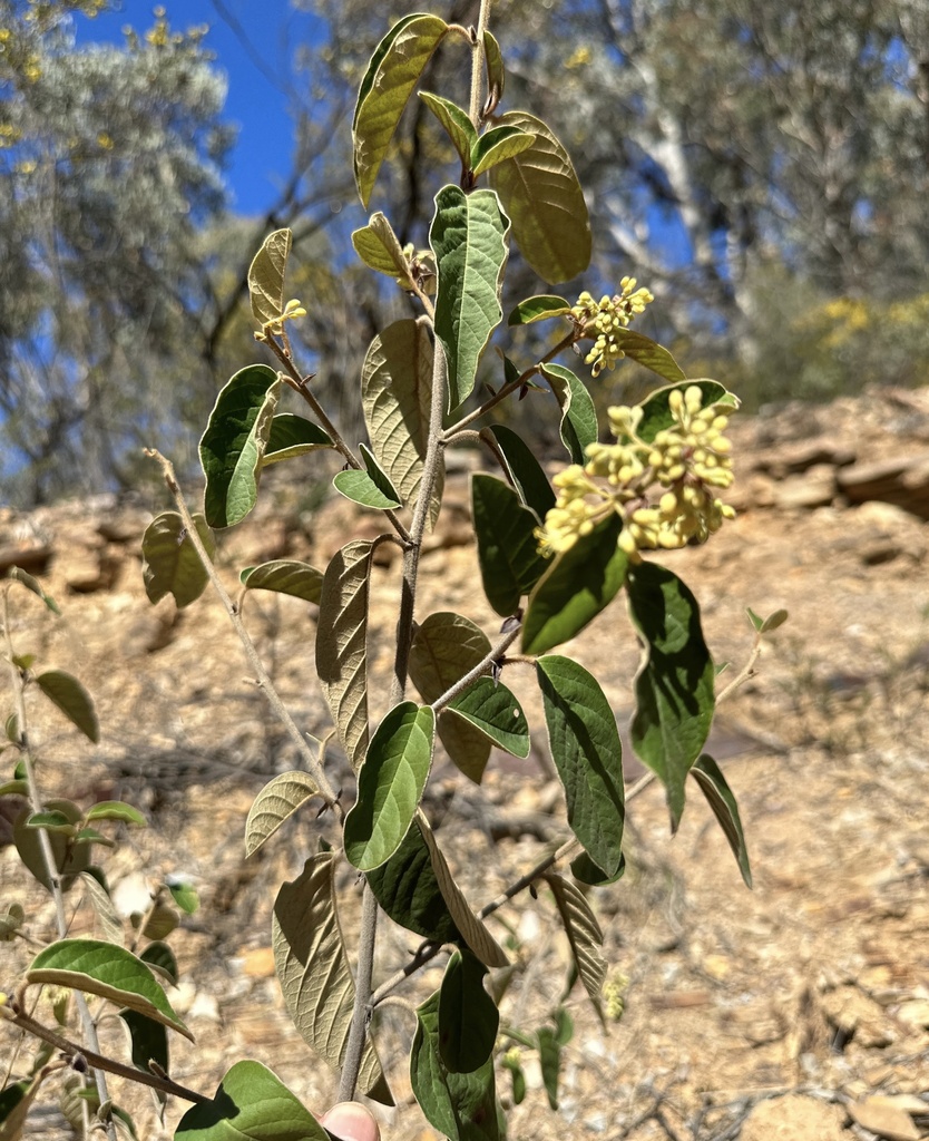 Pomaderris Queenslandica From Wollar Rd Munghorn Nsw Au On August