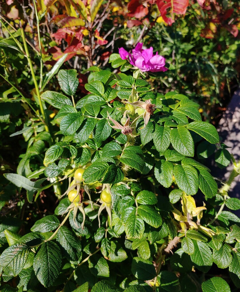 Rugosa Rose From Bar Harbor ME USA On August 23 2023 At 08 30 AM By