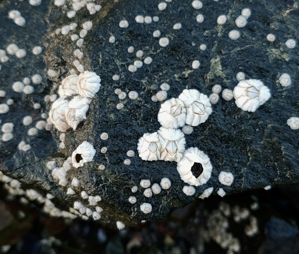 Northern Acorn Barnacle From Bar Harbor Me Usa On August At