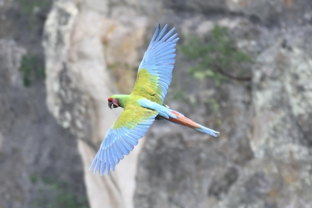 Military Macaw In August By Ara Macao Inaturalist