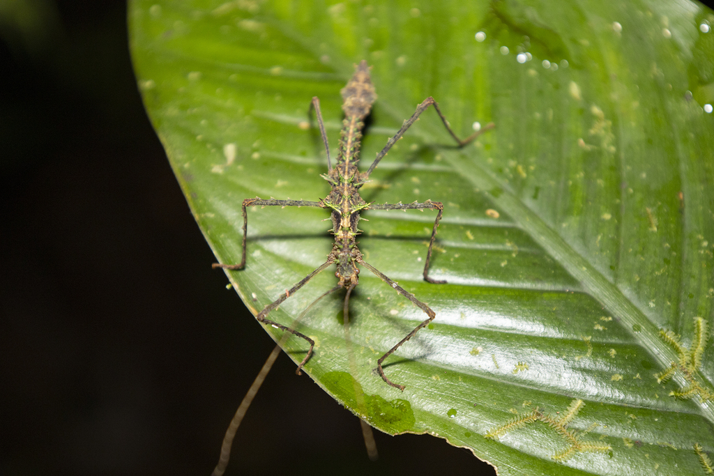 Acanthoclonia From Orito Putumayo Colombia On August At