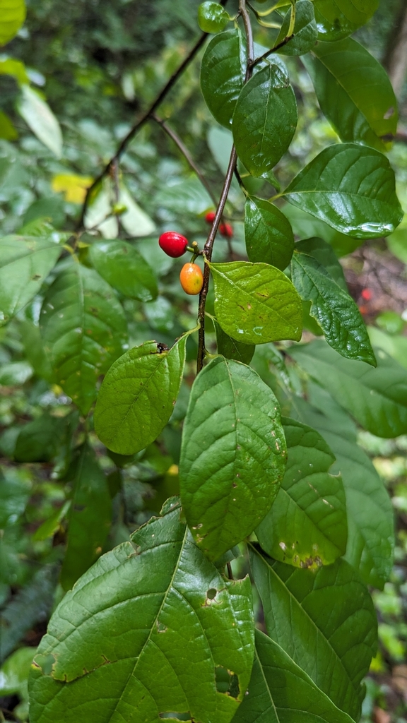 Northern Spicebush From KIMBERLIN HGT TN 37920 USA On August 29 2023