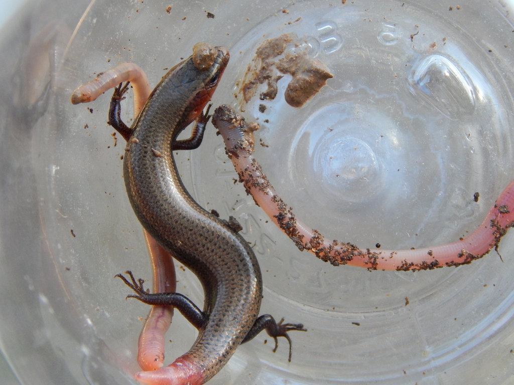 Tamaulipan Shortnose Skink from Victoria Tamps México on February 16