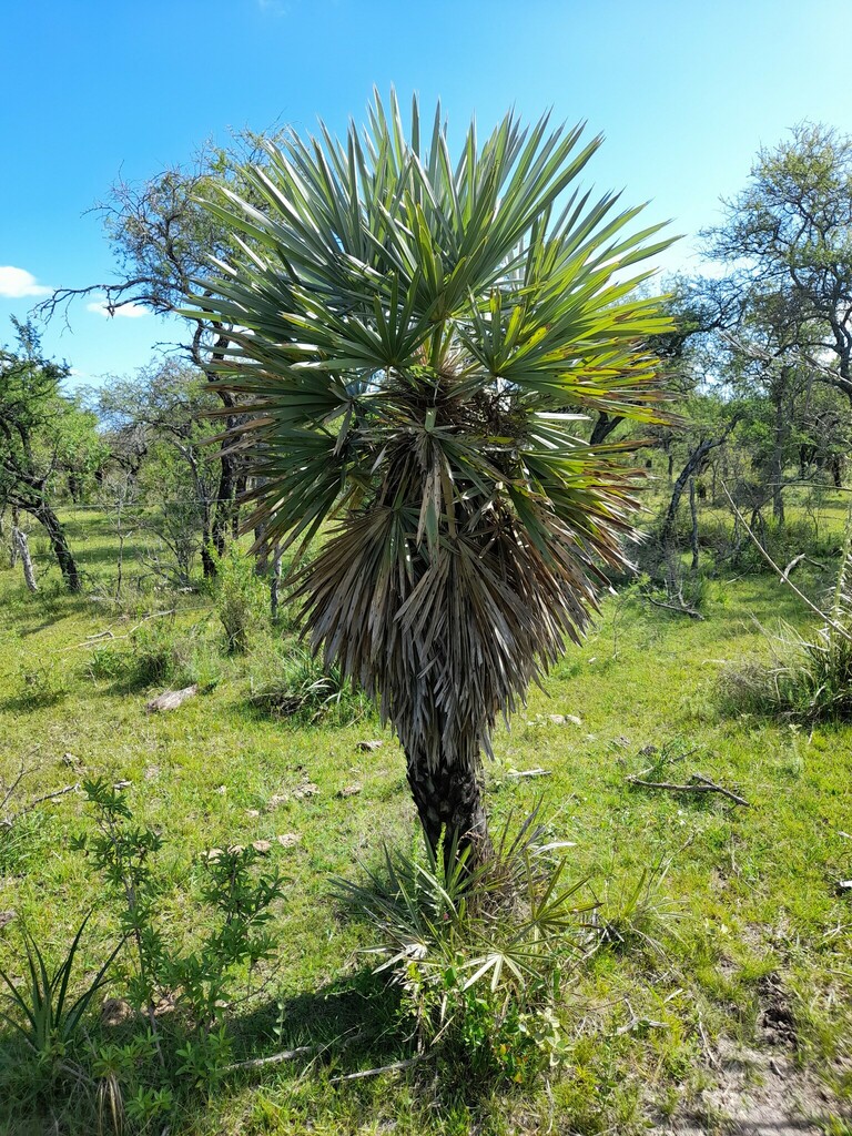 Trithrinax campestris from Selva de Montiel Paraná Entre Ríos