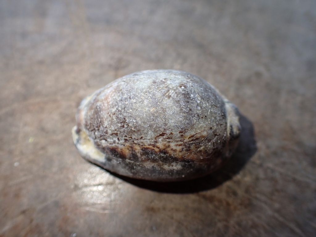 Depressed Cowrie From Tulamben Kubu Karangasem Regency Bali