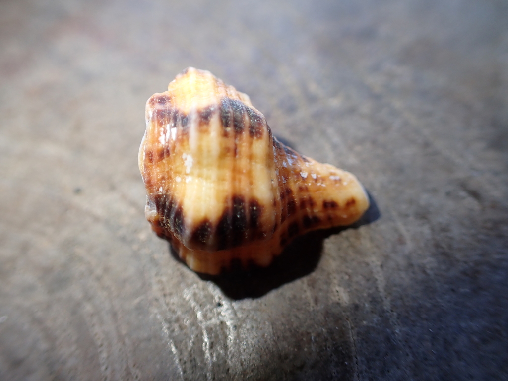 Latirus From Tulamben Kubu Karangasem Regency Bali Indonesia On