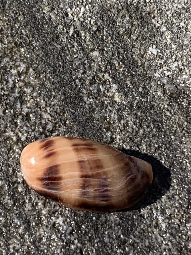 Lynx Cowry From Yuraygir National Park Yuraygir Nsw Au On August