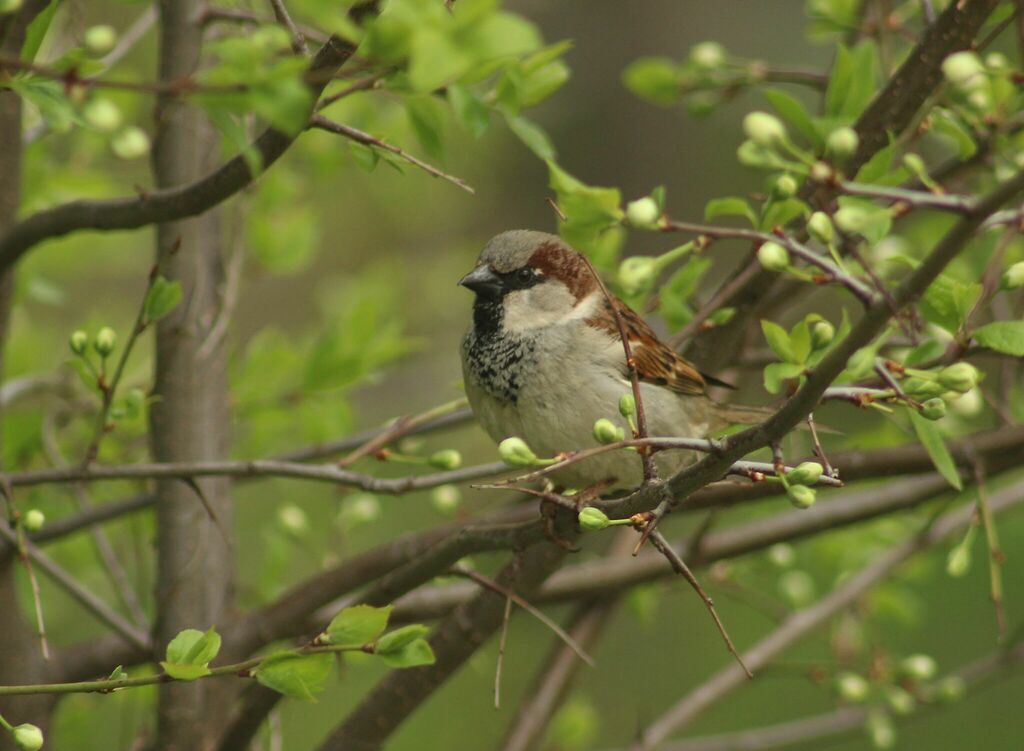 House Sparrow from Северо Восточный административный округ Москва