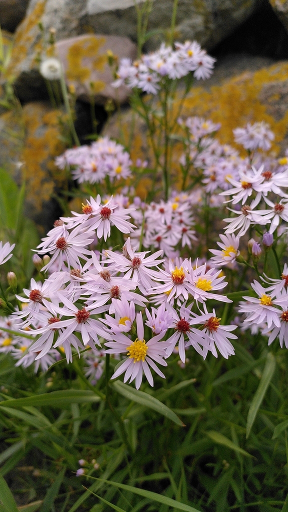 Sea Aster From 23774 Heiligenhafen Deutschland On 30 August 2023 At