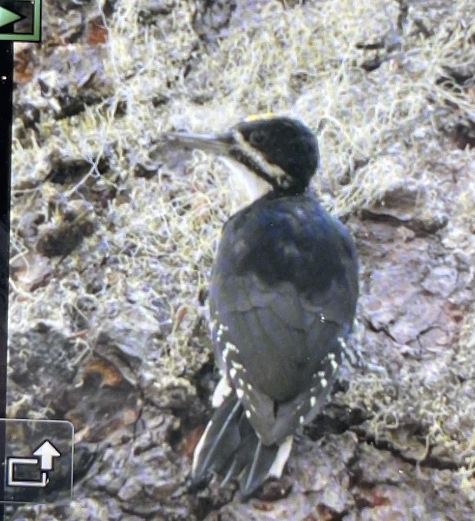 Black Backed Woodpecker From Okanogan Wenatchee National Forest