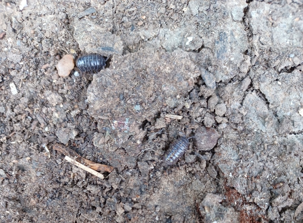 Common Pill Woodlouse From Tulsa Ok Usa On August At