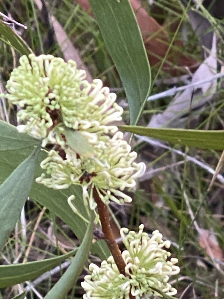 Three Nerved Willow Hakea From Tidswell Rd Doonan QLD AU On August