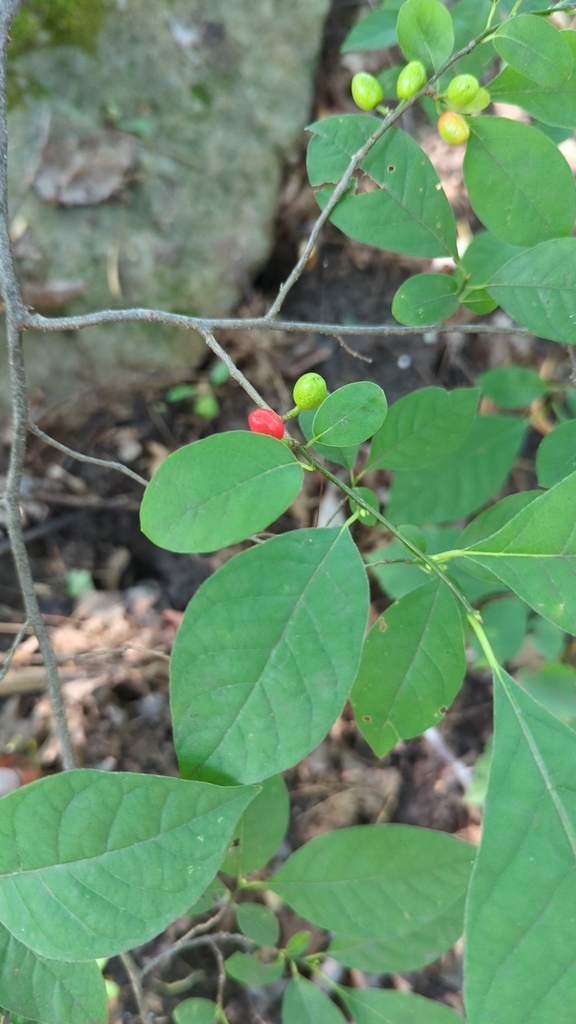 Northern Spicebush From North Rose On August At Pm By