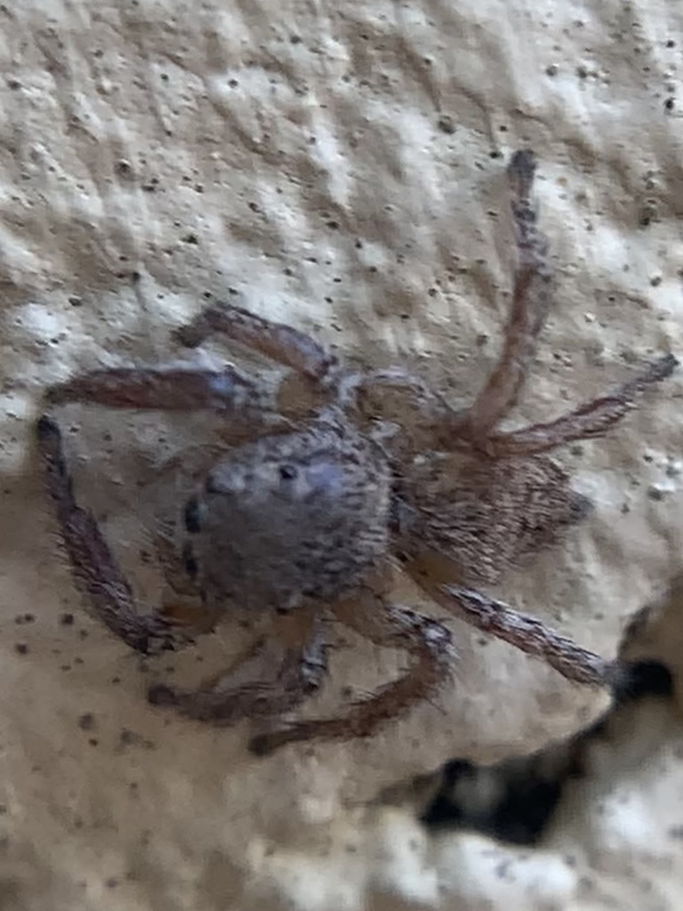 Habronattus Coecatus From State Highway Alvin Tx Us On August