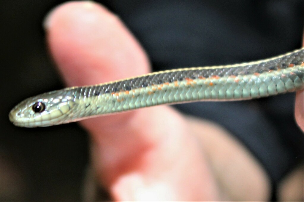 Coast Garter Snake From 8889 Sir Francis Drake Blvd Lagunitas CA