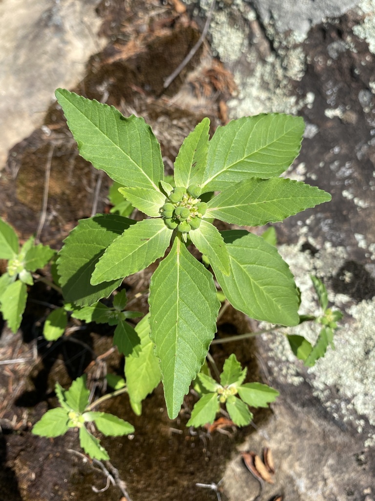 Green Poinsettia In August 2023 By Christopher David Benda INaturalist