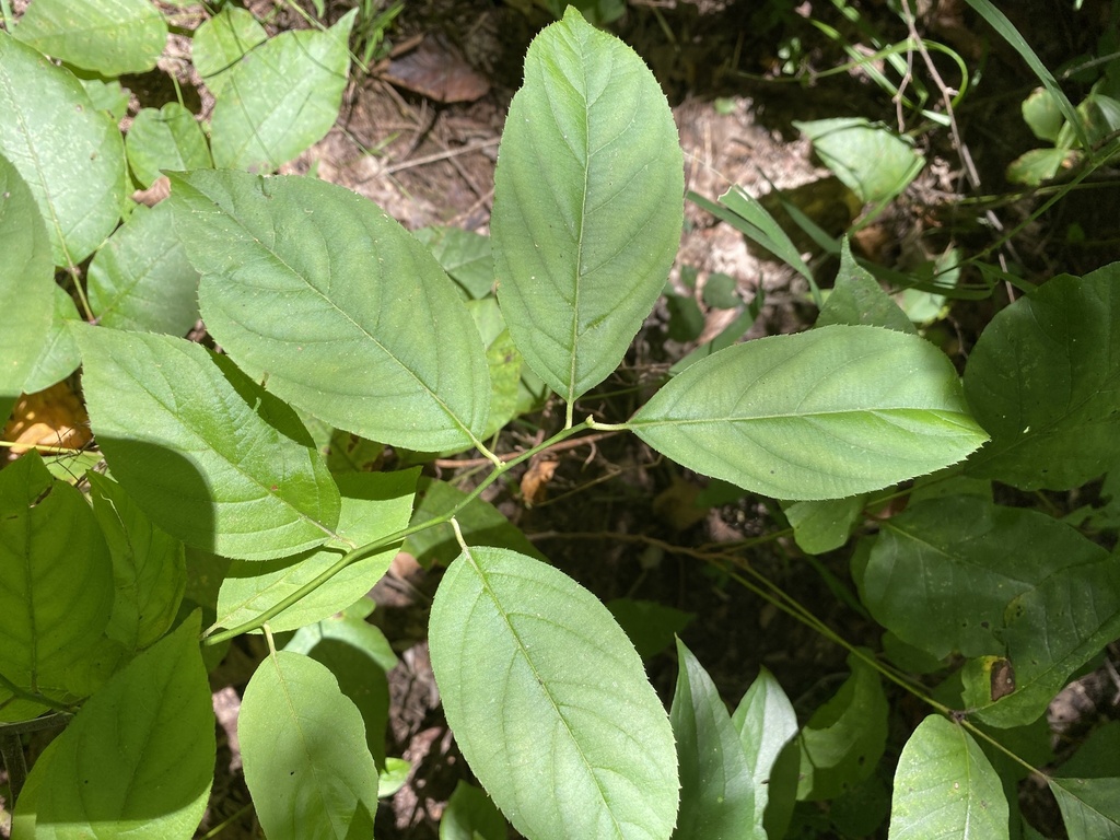 Virginia Sweetspire In August 2023 By Christopher David Benda INaturalist