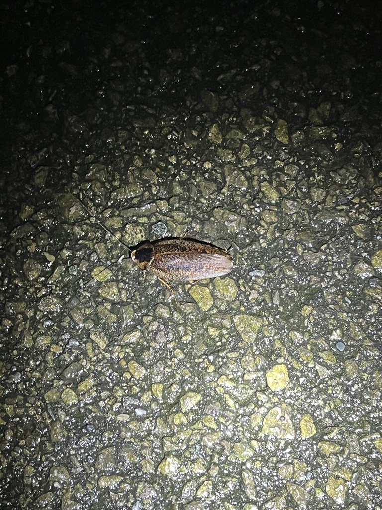 Rhabdoblatta Yayeyamana In September By Nakatada Wachi Inaturalist