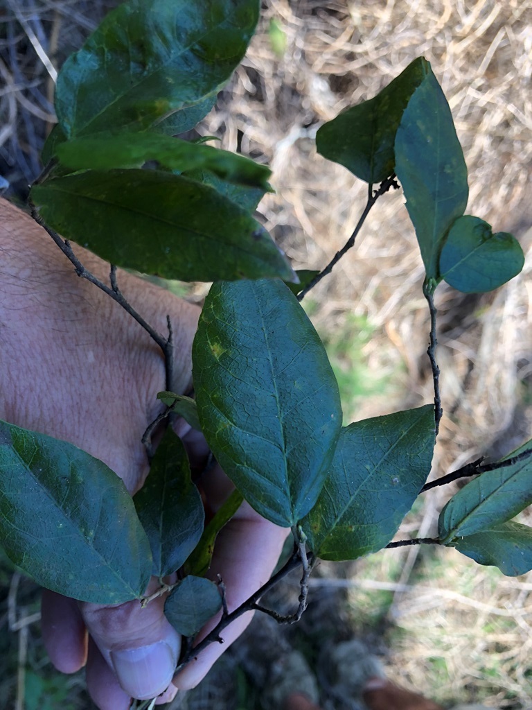 Whalebone Tree From Gowrie Junction Qld Australia On September