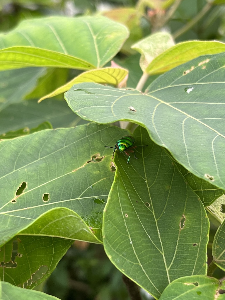 Lampromicra Miyakona In November By Nakatada Wachi Inaturalist