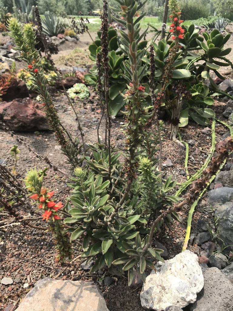 Red Echeveria From Parque Ecol Gico De Xochimilco Xochimilco Cdmx Mx