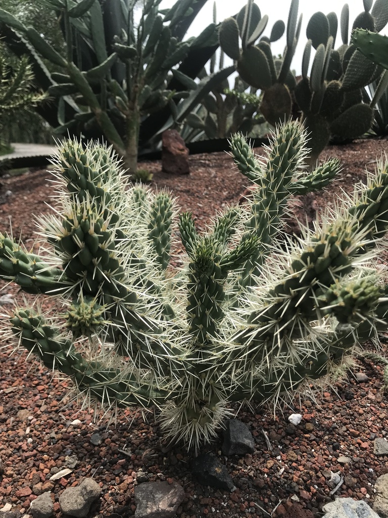 Opuntioideae From Parque Ecol Gico De Xochimilco Xochimilco Cdmx Mx