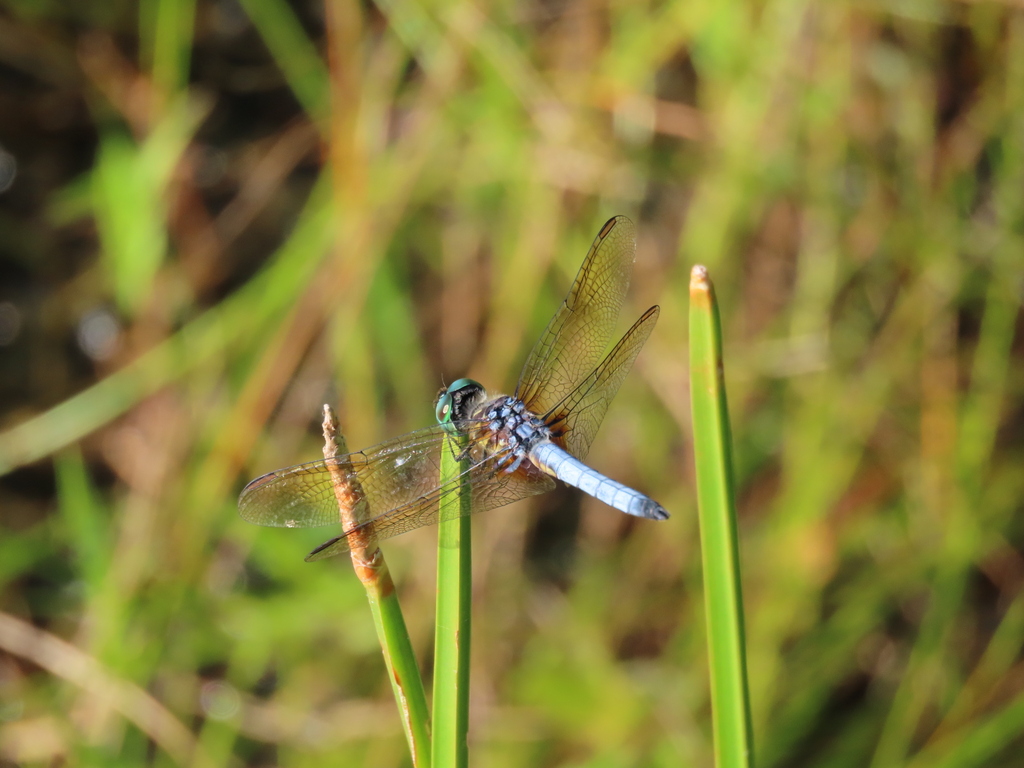 Blue Dasher From Holiday Lake State Park Appomattox County Va Usa On