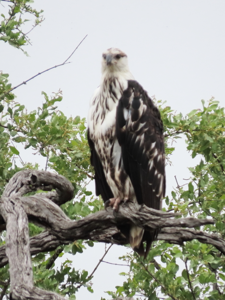 African Fish Eagle From Mopani District Municipality South Africa On