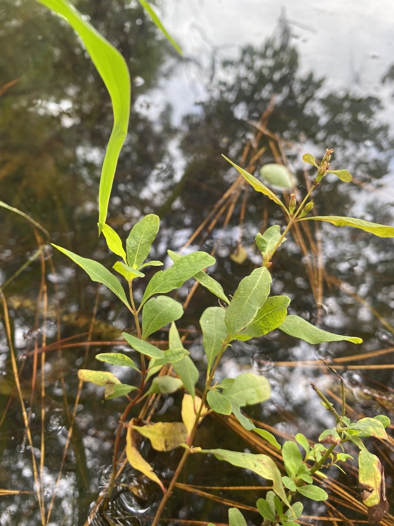 Greater Marsh St John S Wort In September By Abelkinser Inaturalist