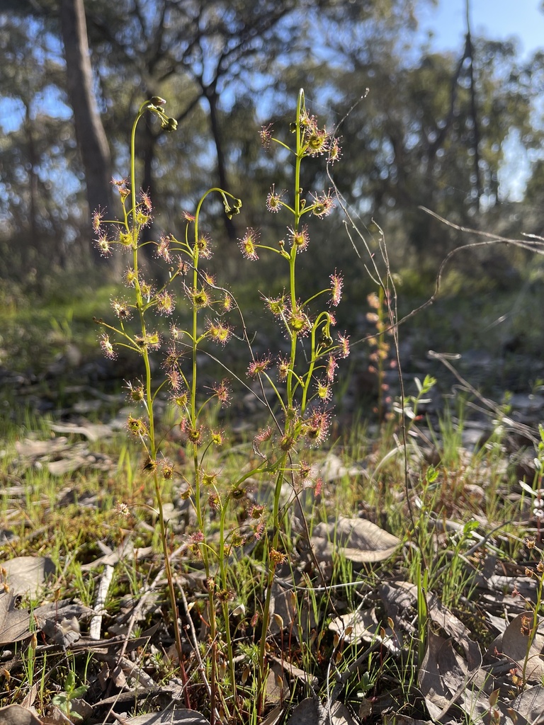 Tall Sundew From Warby Ovens National Park Glenrowan VIC AU On