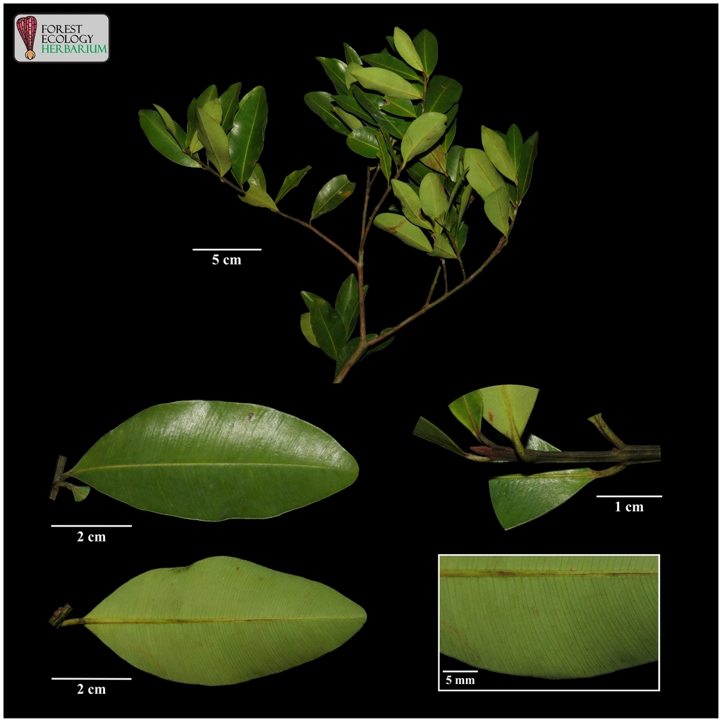 Calophyllum Tetrapterum From PT Nala Palma Cadudasa Muara Bengkal